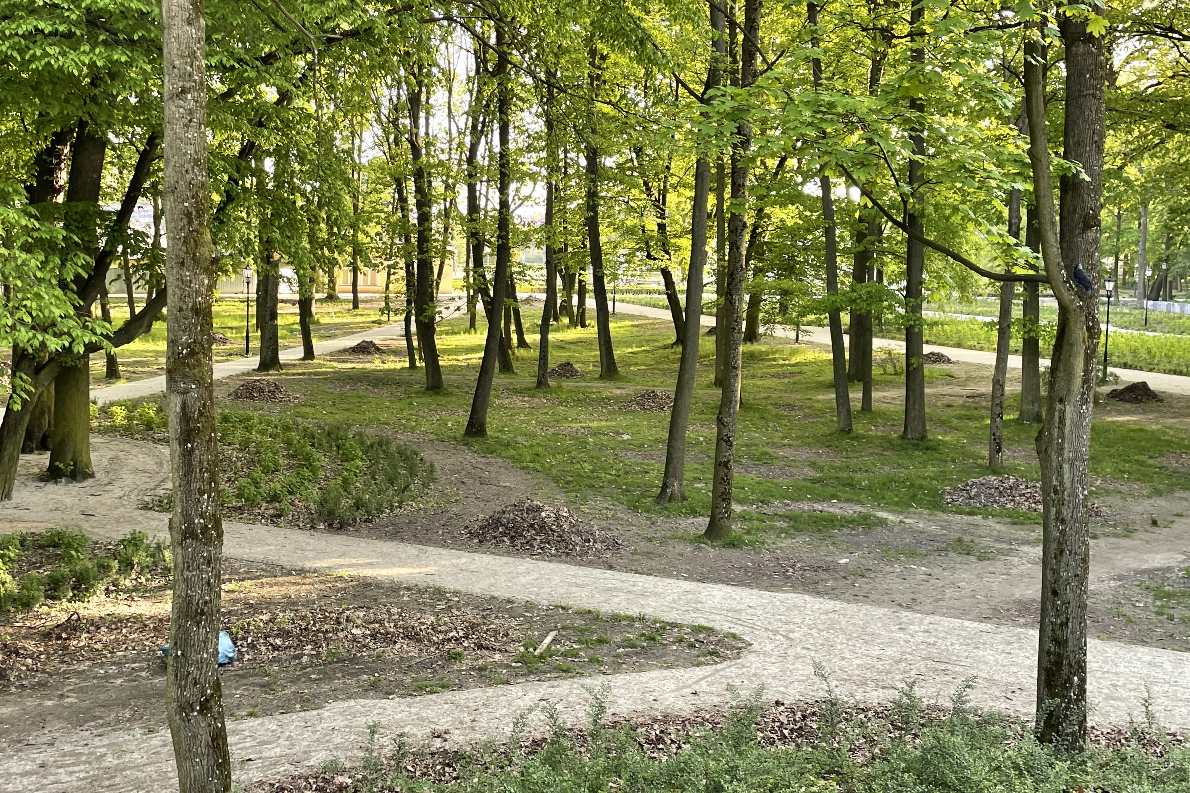 Tysiące drzew i krzewów zasadzono w parku w Końskich