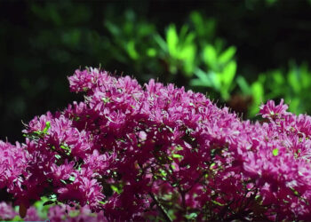 Rośliny o zapachu coli lub cebuli w… ogrodzie [WIDEO] - Radio Kielce