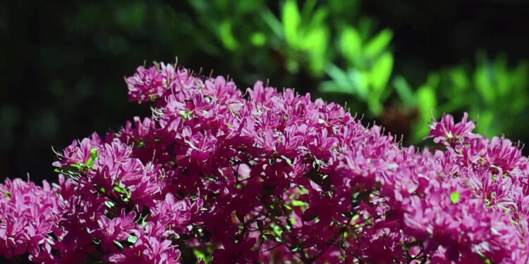 Rośliny o zapachu coli lub cebuli w… ogrodzie [WIDEO] - Radio Kielce