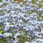 Niezapominajka / Fot. Wikipedia