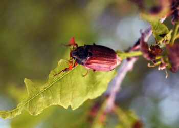 Chrabąszcz majowy / źródło: staszow.radom.lasy.gov.pl