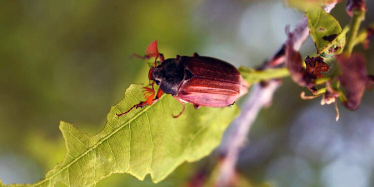 Nadleśnictwo Staszów walczy z chrabąszczami - Radio Kielce Chrabąszcz majowy / źródło: staszow.radom.lasy.gov.pl