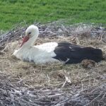 Bociany oczekują potomstwa. W gnieździe jest pięć jaj