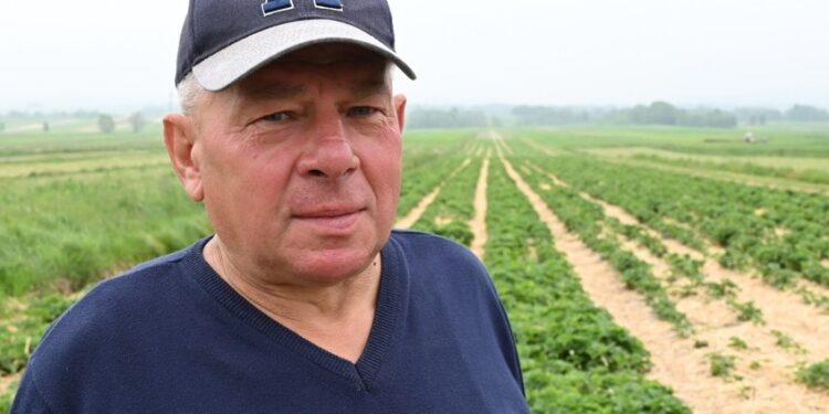 Na zdjęciu: Andrzej Bozowski - rolnik z Porąbek w gminie Bieliny na swojej plantacji truskawek / Fot. Marzena Smoręda - Radio Kielce
