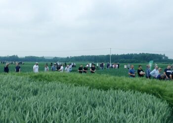 Dni Pola w Słupi Jędrzejowskiej co roku gromadzą wielu rolników, mieszkańców obszarów wiejskich, uczniów i nauczycieli szkół rolniczych / Fot. Stacja Doświadczalna Oceny Odmian