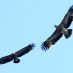 Niezwykle rzadkie ptaki na świętokrzyskim niebie