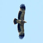 Rzadki drapieżnik na świętokrzyskim niebie