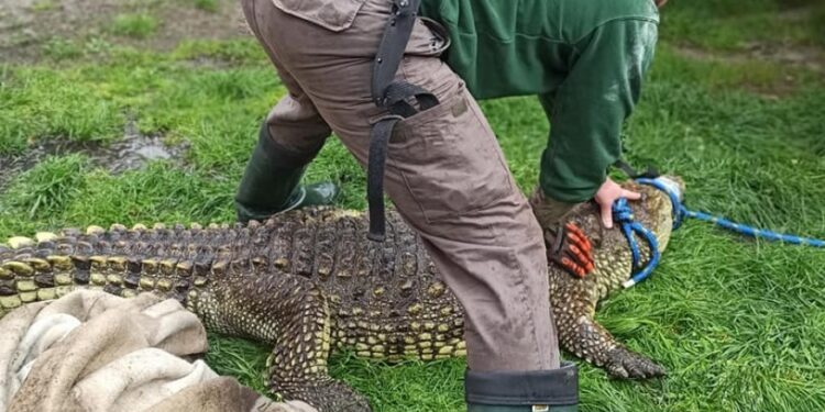 RADIO KATOWICE. Trzymetrowy krokodyl na posesji w Sosnowcu