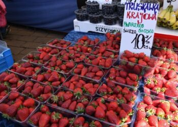 W tunelach Jacka Czekaja, producenta truskawek z Bielin, rozpoczął się już zbiór owoców odmiany Fleur / Fot. Marzena Smoręda - Radio Kielce