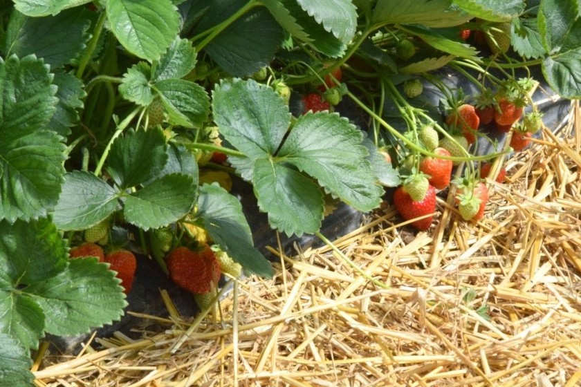Pierwsze truskawki na kieleckim targu. Po ile są? 2 W tunelach Jacka Czekaja, producenta truskawek z Bielin, rozpoczął się już zbiór owoców odmiany Fleur / Fot. Marzena Smoręda - Radio Kielce