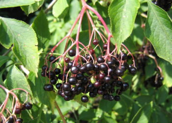 Czarny bez na przeziębienie - Radio Kielce