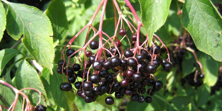 Czarny bez na przeziębienie - Radio Kielce