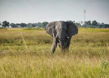 Muzyczne podróże. Delta Okawango. Botswana / Fot. Sławomir Buga