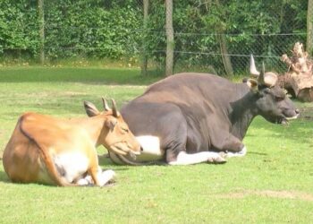 Bantengi jawajskie - najrzadsze krowy na świecie