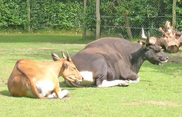 Bantengi jawajskie - najrzadsze krowy na świecie