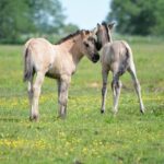 W Umianowicach na świat przychodzą koniki polskie