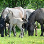 Fot. Zespół Świętokrzyskich i Nadnidziańskich Parków Krajobrazowych