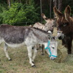 13.06.2023. Kielce. Świętokrzyskie Centrum Psychiatrii. Terapia wspomagająca przy udziale osłów / Fot. Wiktor Taszłow - Radio Kielce
