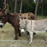 13.06.2023. Kielce. Świętokrzyskie Centrum Psychiatrii. Terapia wspomagająca przy udziale osłów / Fot. Wiktor Taszłow - Radio Kielce