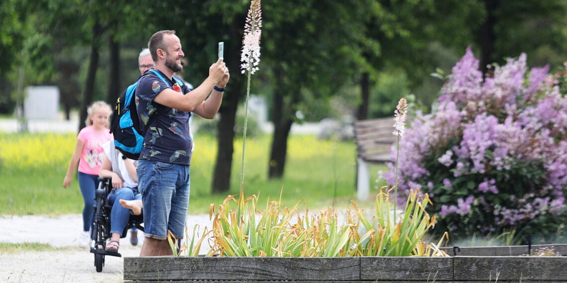 08.06.2023. Kielce. Ogród Botaniczny. Kwitnące piwonie. / Fot. Wiktor Taszłow - Radio Kielce