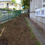 07.06.2023. Busko-Zdrój. Mini sad na terenie Zespołu Szkół Ponadpodstawowych imienia Mikołaja Kopernika / Fot. Marta Gajda-Kruk - Radio Kielce