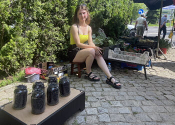 Pojawiły się pierwsze jagody - Radio Kielce