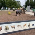 08.06.2023. Zagnański. Dąb „Bartek" i jego otoczenie. / Fot. Michał Kita - Radio Kielce.