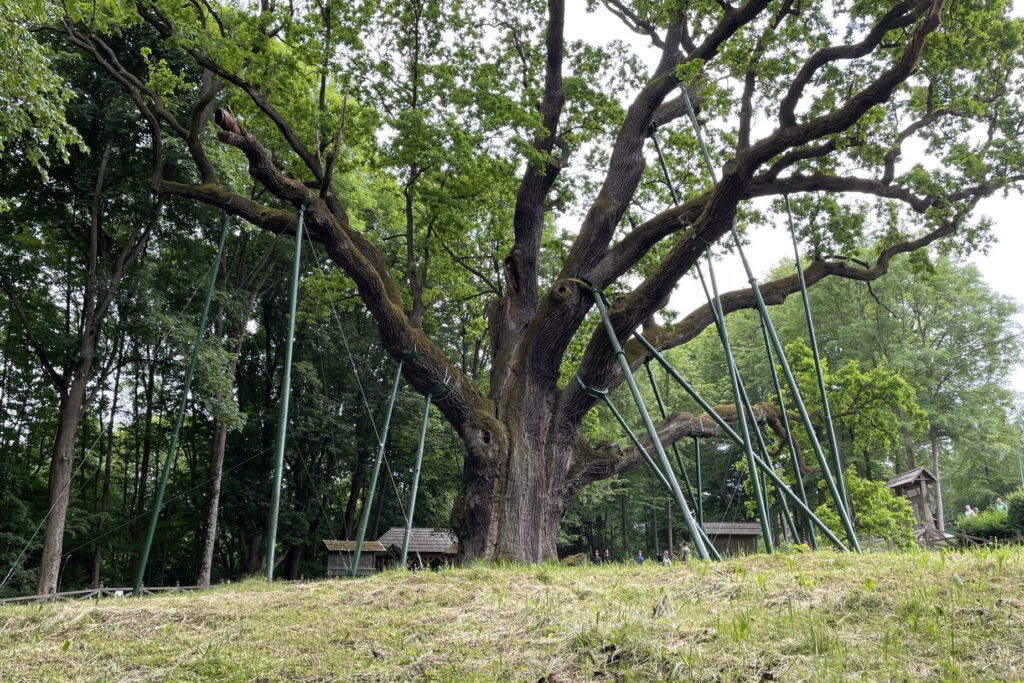 Gdzie tak naprawdę rośnie legendarny Dąb Bartek?