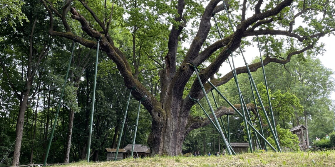 Gdzie tak naprawdę rośnie legendarny Dąb Bartek?