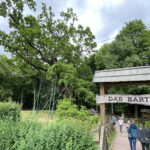 08.06.2023. Zagnański. Dąb „Bartek" i jego otoczenie. / Fot. Michał Kita - Radio Kielce.