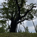 08.06.2023. Zagnański. Dąb „Bartek" i jego otoczenie. / Fot. Michał Kita - Radio Kielce.