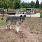 08.06.2023. Zagnański. Dąb „Bartek" i jego otoczenie. / Fot. Michał Kita - Radio Kielce.