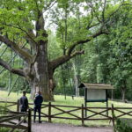 08.06.2023. Zagnański. Dąb „Bartek" i jego otoczenie. / Fot. Michał Kita - Radio Kielce.
