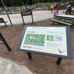 08.06.2023. Zagnański. Dąb „Bartek" i jego otoczenie. / Fot. Michał Kita - Radio Kielce.