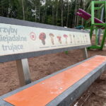 08.06.2023. Zagnański. Dąb „Bartek" i jego otoczenie. / Fot. Michał Kita - Radio Kielce.