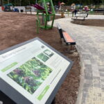 08.06.2023. Zagnański. Dąb „Bartek" i jego otoczenie. / Fot. Michał Kita - Radio Kielce.