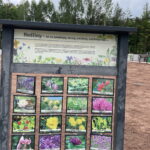 08.06.2023. Zagnański. Dąb „Bartek" i jego otoczenie. / Fot. Michał Kita - Radio Kielce.