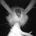 Bocian czarny / źródło: Nadleśnictwo Radoszyce