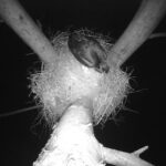 Bocian czarny / źródło: Nadleśnictwo Radoszyce