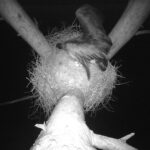 Bocian czarny / źródło: Nadleśnictwo Radoszyce