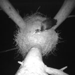 Para czarnych bocianów doczekała się potomstwa