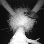 Bocian czarny / źródło: Nadleśnictwo Radoszyce