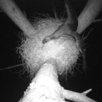 Bocian czarny / źródło: Nadleśnictwo Radoszyce