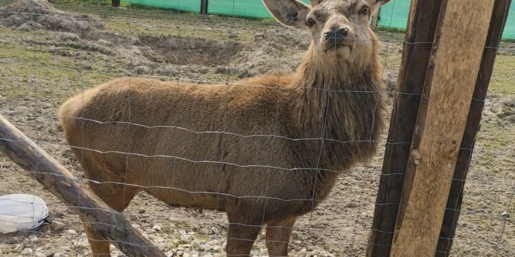 Piękne zwierzęta w Zagrodzie Edukacyjnej Alpaki TuluTulu - Radio Kielce