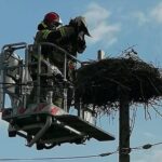 26.07.2023. Końskie. Strażacy pomogli młodym bocianom wrócić do gniazda / Fot. Straż pożarna