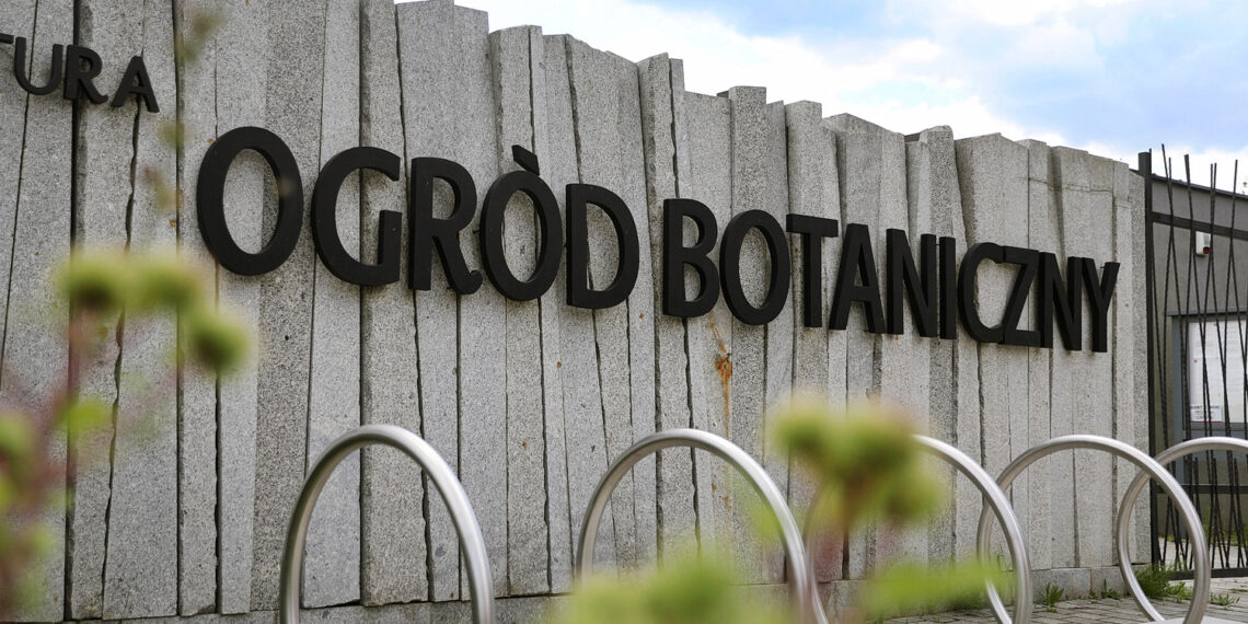 Ostatni moment na bezpłatne oddanie żywej choinki