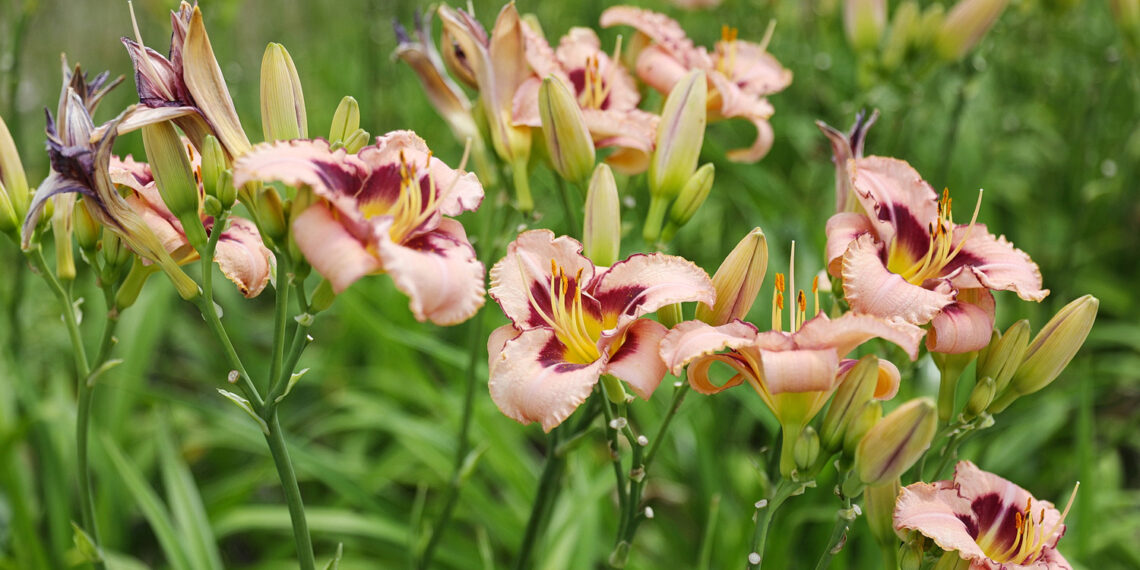 19.07.2023. Kielce. Ogród Botaniczny. / Fot. Wiktor Taszłow - Radio Kielce