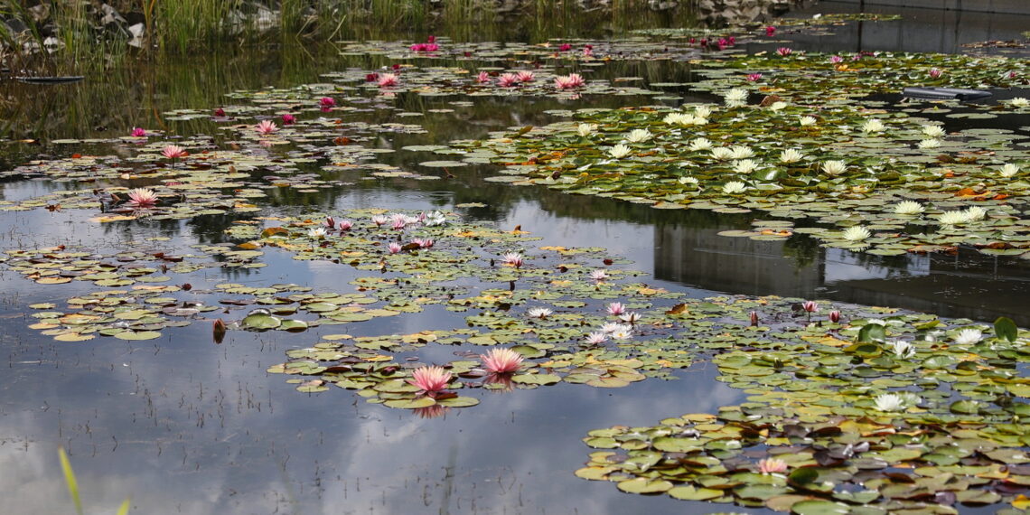 19.07.2023. Kielce. Ogród Botaniczny. / Fot. Wiktor Taszłow - Radio Kielce