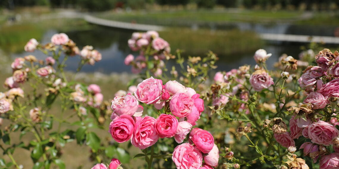 19.07.2023. Kielce. Ogród Botaniczny. / Fot. Wiktor Taszłow - Radio Kielce