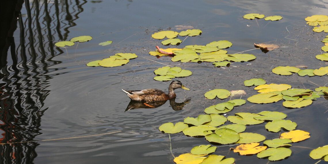 19.07.2023. Kielce. Ogród Botaniczny. / Fot. Wiktor Taszłow - Radio Kielce